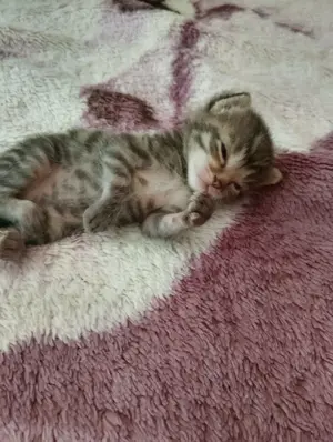 Wunderschöne Mai Kitten nur einer noch da. Euro  Kurzhaar bitte Lesen