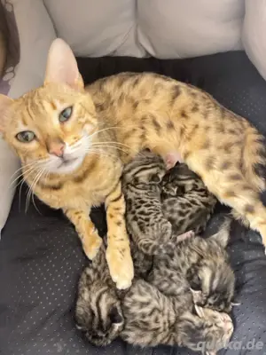  4 Bengal babykatzen zu verkaufen müssen schneller verkauft werden!!