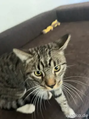 britisch kurzhaar kater 
