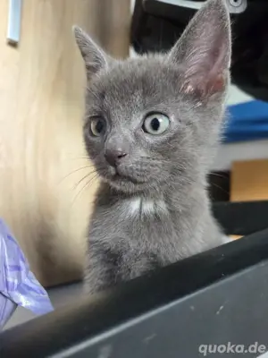 3 Korat mischlingskätzchen abzugeben