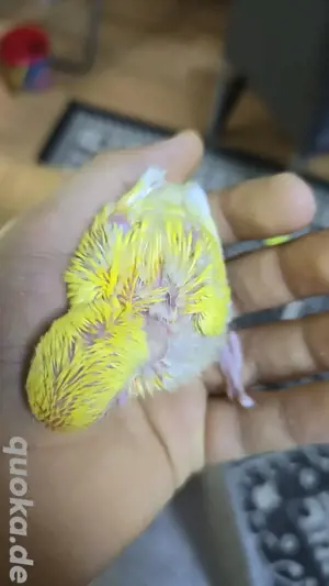 Rosenköpfchen Babys papagei vogel handzahm 