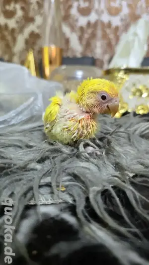 Rosenköpfchen Babys papagei vogel handzahm 