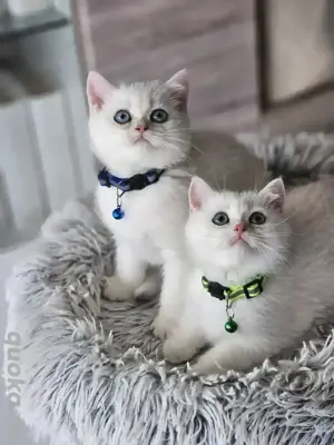 BKH kitten Kätzchen Britisch Kurzhaar Katze