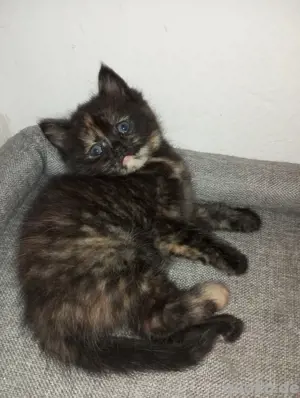 Bkh Perser Mädchen 