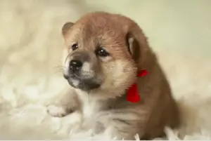kleine Welpen Mei,Mika.Masaru