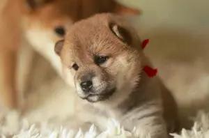 kleine Welpen Mei,Mika.Masaru