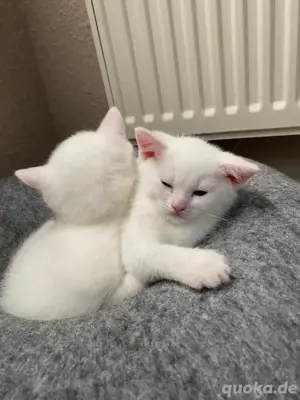 Wunderschöne BKH-Kitten 