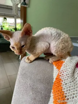 Kater, Katze, Kätzchen, Red Rex Sphynx Mix
