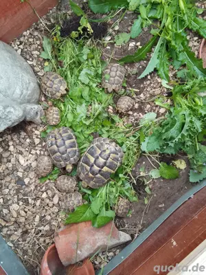 Griechische Landschildkröten Nachzuchten