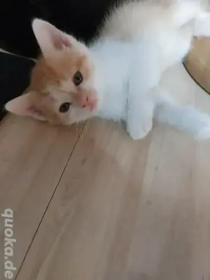 kitten Katze Kater