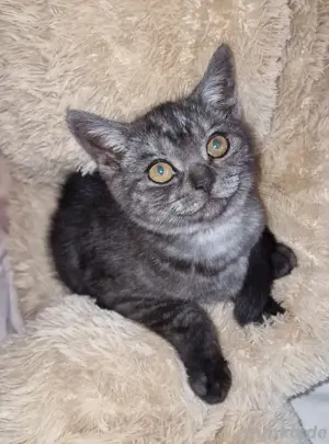 BKH Kitten, Weibchen. Sehr ruhig, liebevoll und verschmust.