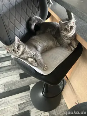 Liebevolle Zuhause für BKH Kitten gesucht   