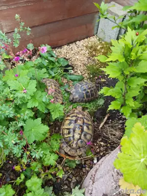 Griechische Landschildkröten 
