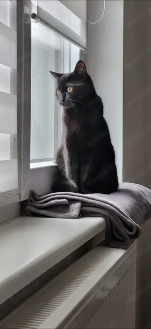 Hauskatze w zu verschenken 1 jahr alt Bild 3