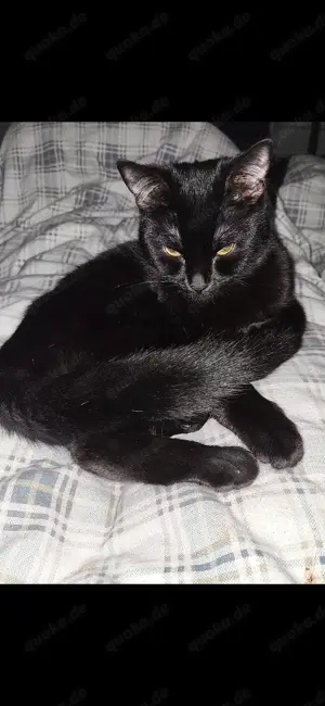 Hauskatze w zu verschenken 1 jahr alt Bild 4