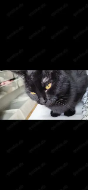 Hauskatze w zu verschenken 1 jahr alt Bild 5