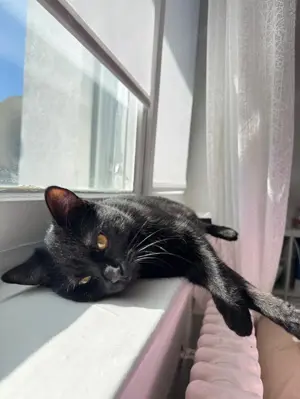 Hauskatze w zu verschenken 1 jahr alt Bild 2