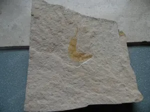 Fossilien Fisch Fischfossilien Bild 2