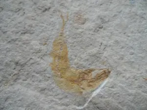Fossilien Fisch Fischfossilien