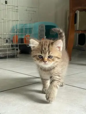 Baby katzen 10 Wochen alt Ludwigsburg 