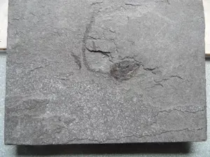 Fossilien Fisch Fischfossil Bild 2