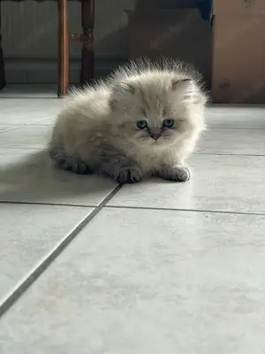 Baby katze