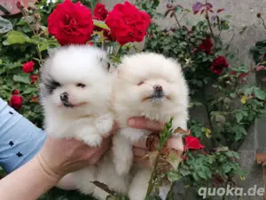 Wunderschöne Pomeranian ( Boo) Zwergspitz Welpen 
