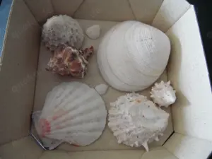 Muscheln Meeresschnecken