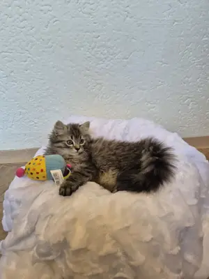 Perserbaby reinrassig