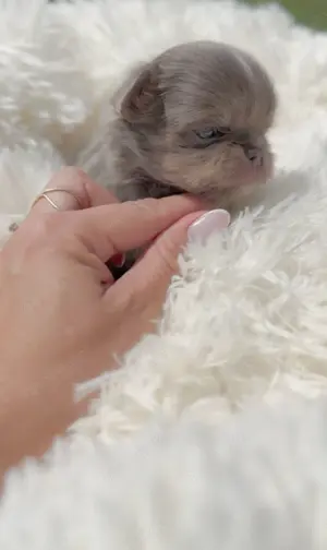 Chihuahua MINI Junge!