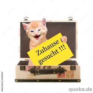 süsse liebe Katzenkinder abgabebereit 