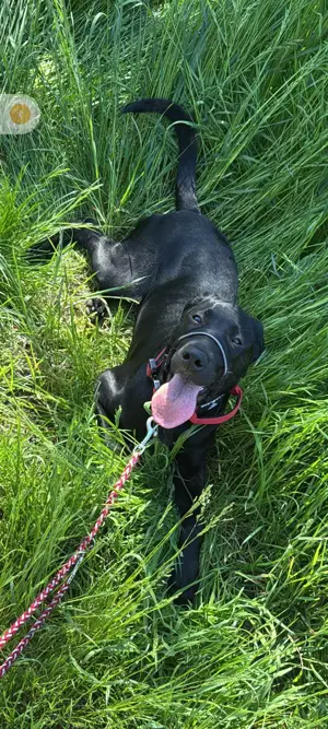 Labrador Welpen suche zu Hause 