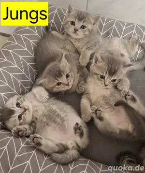 BKH KITTEN 