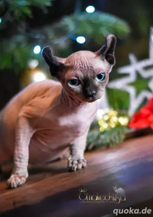 Wunderschöne Elf-Zuchtkatze Sphynx mit WCF-Papieren