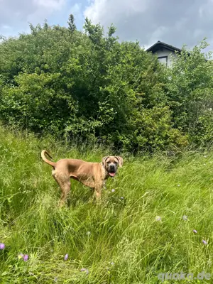 Cane Corso Formentino Rüde 13 Monate kastriert