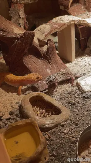 Nehme Leopardgecko's auf