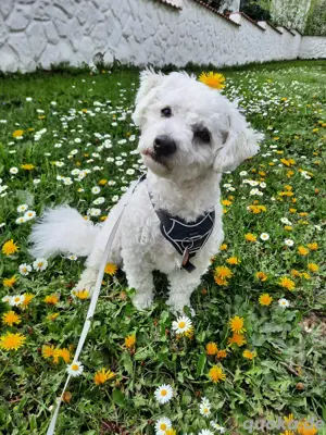 Bichon-Bologneser 1 Jahr alt, Rüde