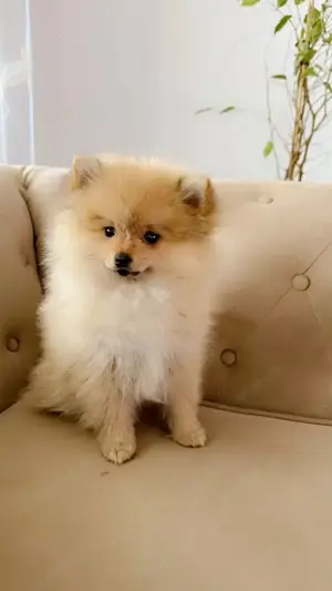 Pomeranian 