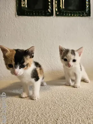 Süße Norwegische Waldkatzen Mix Kitten 