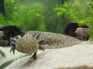Axolotl, männlich 