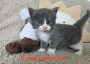 Wundervolle Maine Coon Kitten Mai Kätzchen