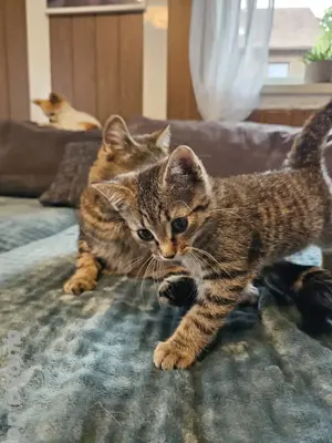 kleiner Norwegischer Waldkatzen Mix Kater 