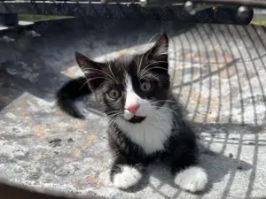 Süßes BKH Mischling Katerchen sucht liebevolles Zuhause