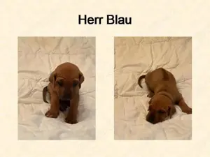 Rhodesian Ridgeback Welpen