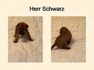 Rhodesian Ridgeback Welpen
