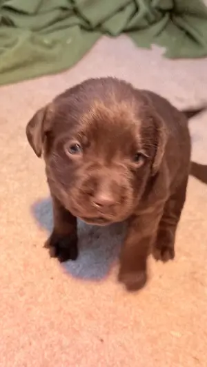 Labrador Welpen 