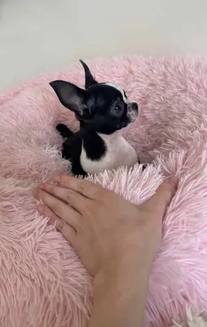 Chihuahua Rüde