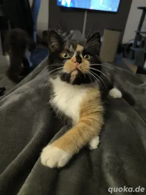  Ellie   Exotic Shorthair Mix Katze sucht liebevolles Zuhause