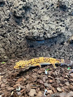 leopardgecko 