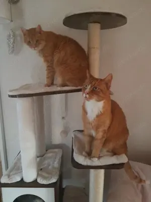 zwei verschmuste Katzen (männl. + weibl.)   Kater + Katze in Wohnungshaltung - 9 + 10 Jahre
